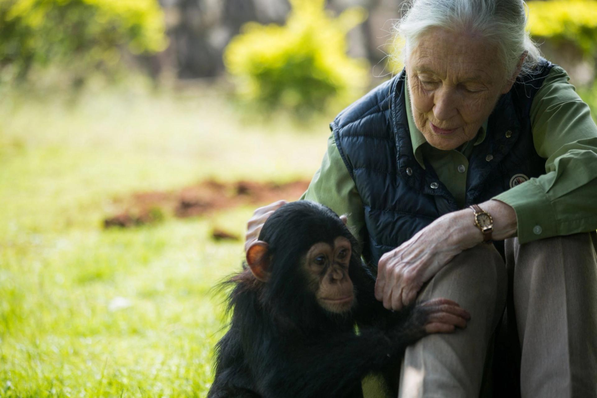 Goodall with a young chimp.