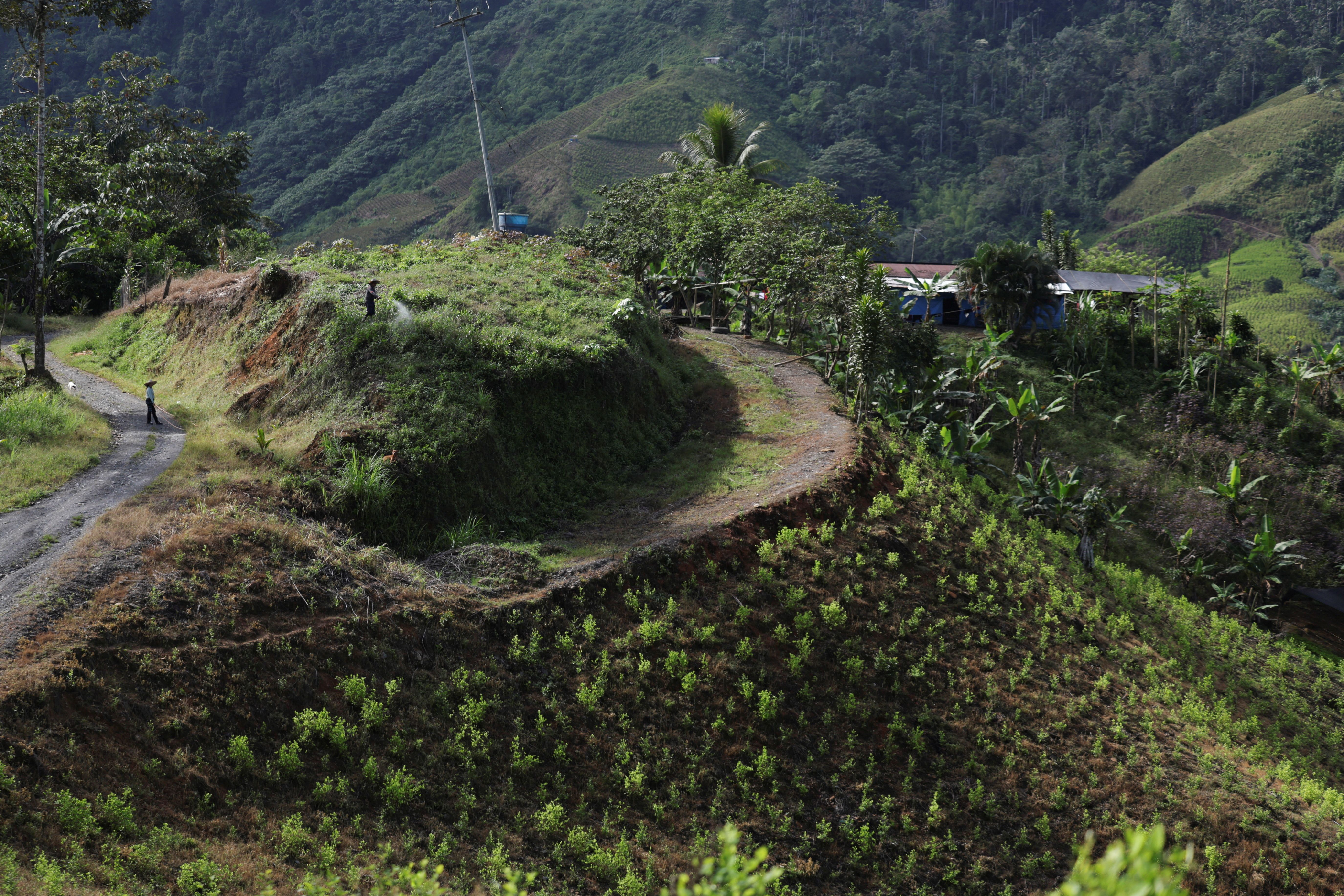 A coca plantation in Colombia.