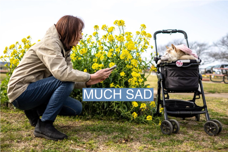 Kabosu “doge” dog