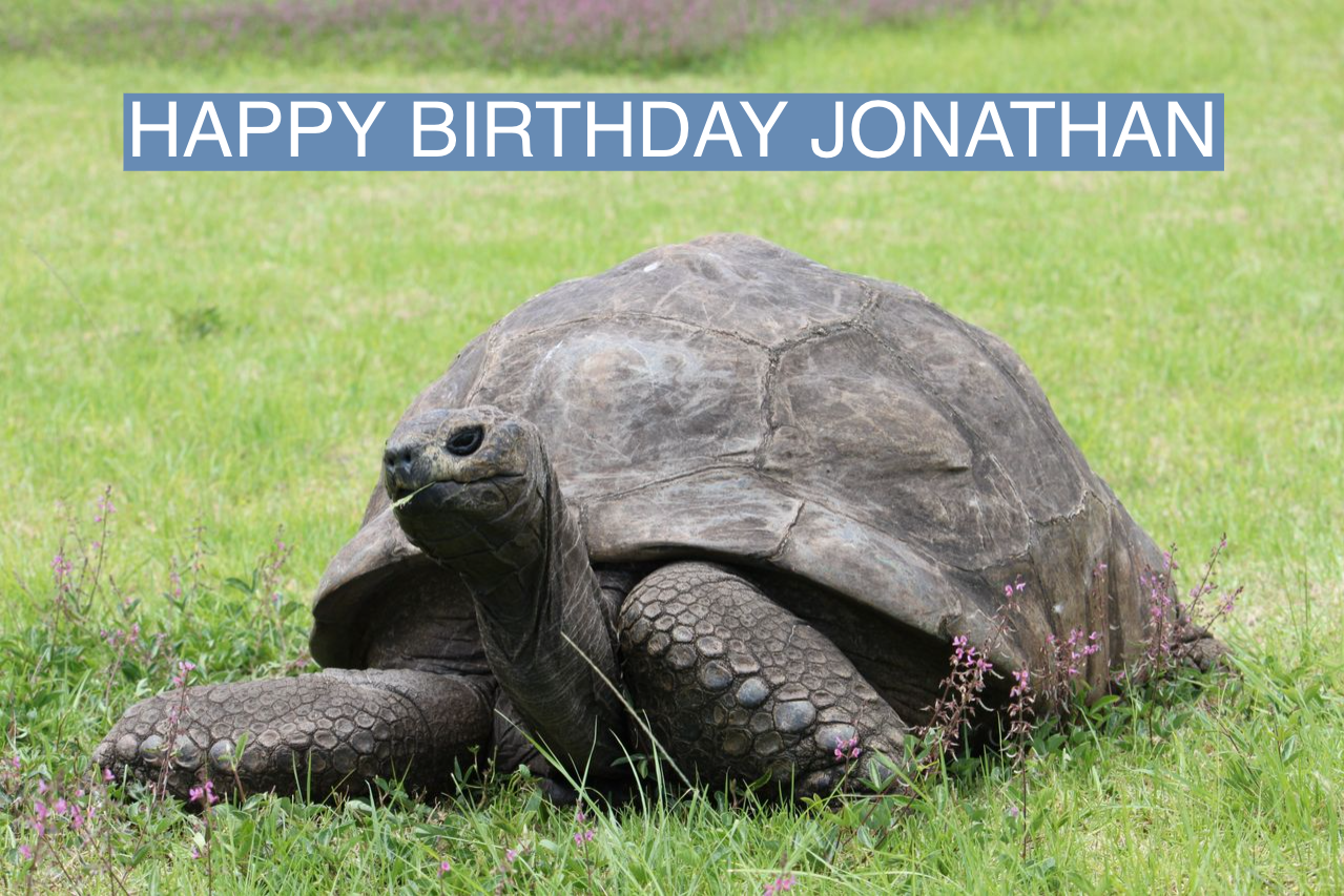 The World S Oldest Tortoise Turns 190 Semafor   4302fbc4a479cd0f4582396b3b59396cd5a0d55d 1279x853 