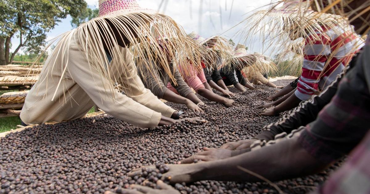 New EU rules threaten Ethiopia’s coffee sector - Semafor