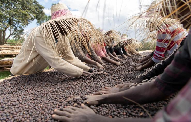 Workers dry red coffee cherries at the Tilamo cooperative of Shebedino district in Sidama, Ethiopia.