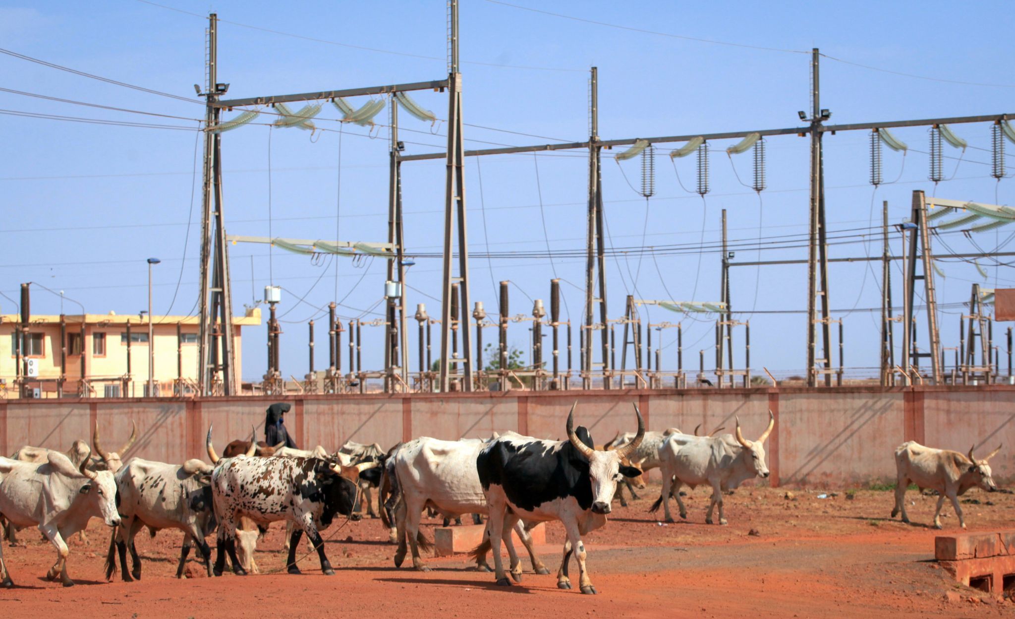 Cows pass electrical pylons in Accra, Ghana.