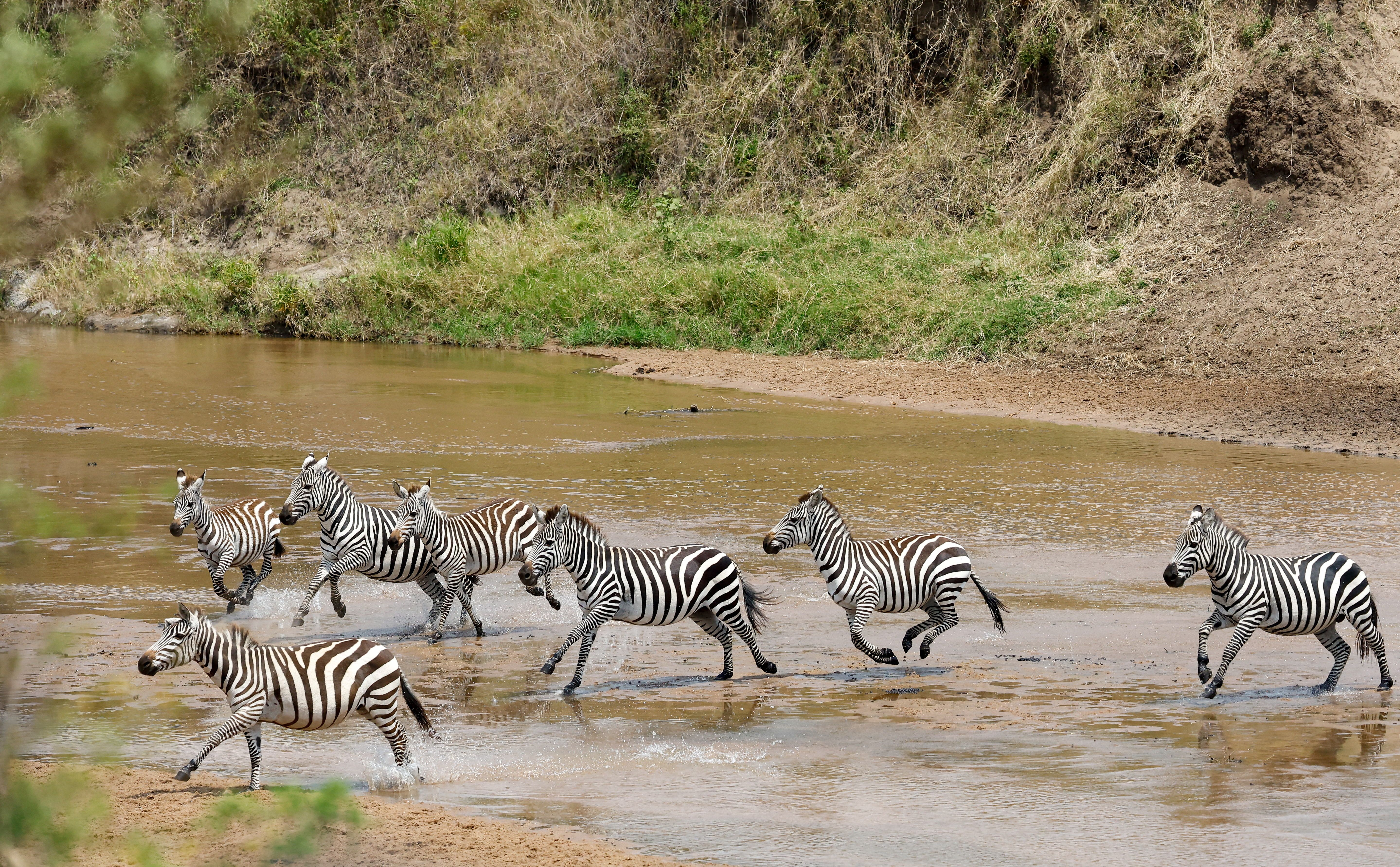 Zebras run across the Sand River, Maasai Mara game reserve, Kenya.