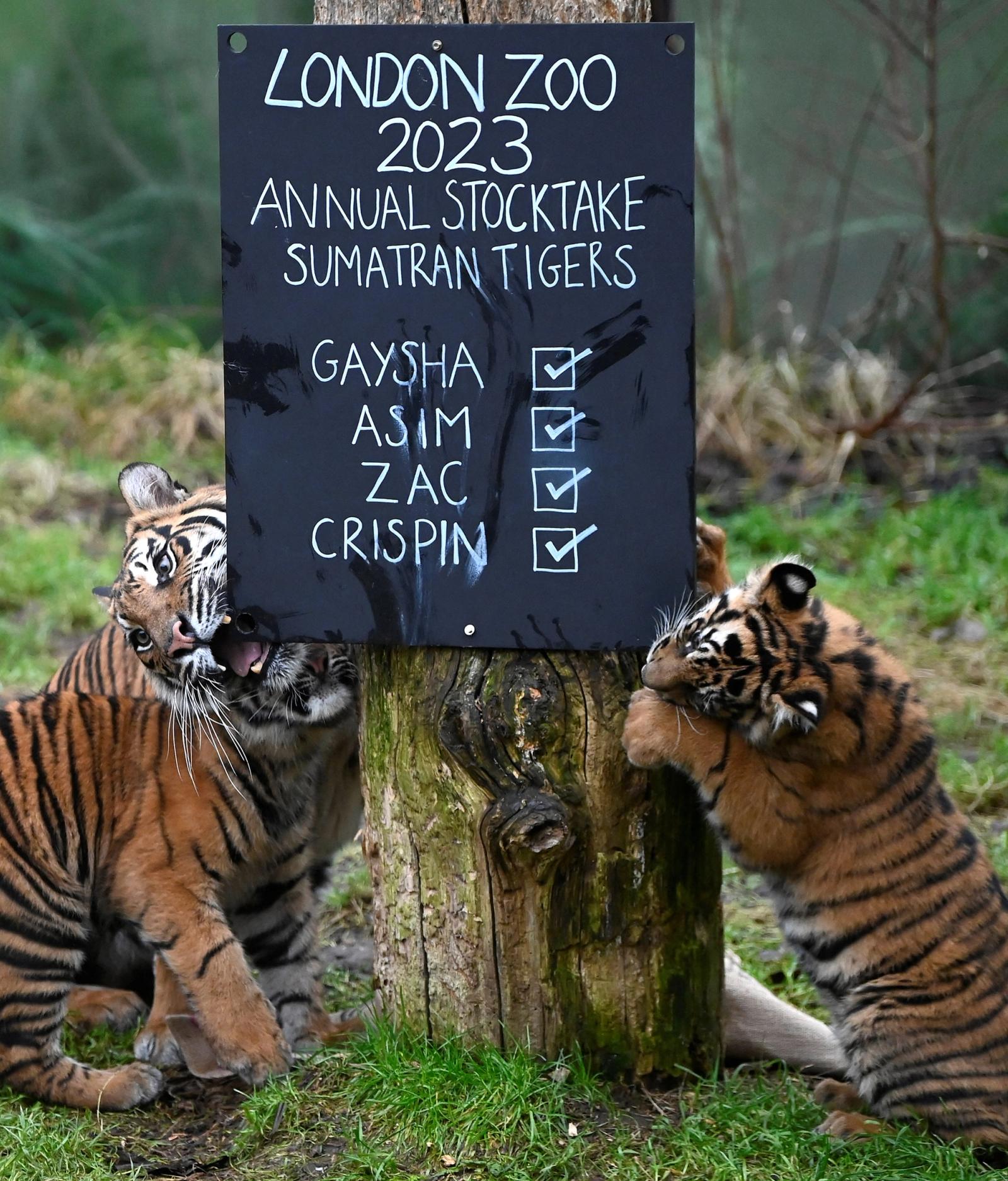 Sumatran tiger cubs play around a chalkboard placed during the annual stocktake at ZSL London Zoo in London, Britain.
