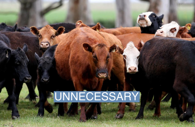 Cows are seen in a farm in Azul, in Buenos Aires, Argentina September 30, 2019.