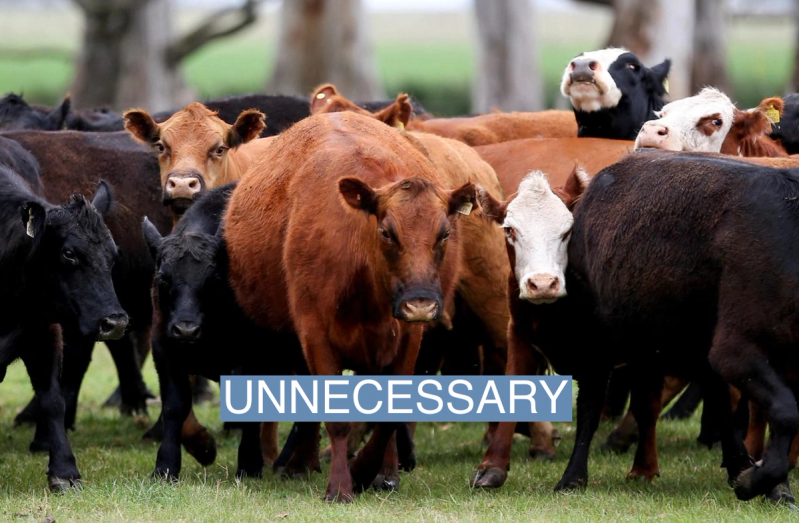Cows are seen in a farm in Azul, in Buenos Aires, Argentina September 30, 2019.