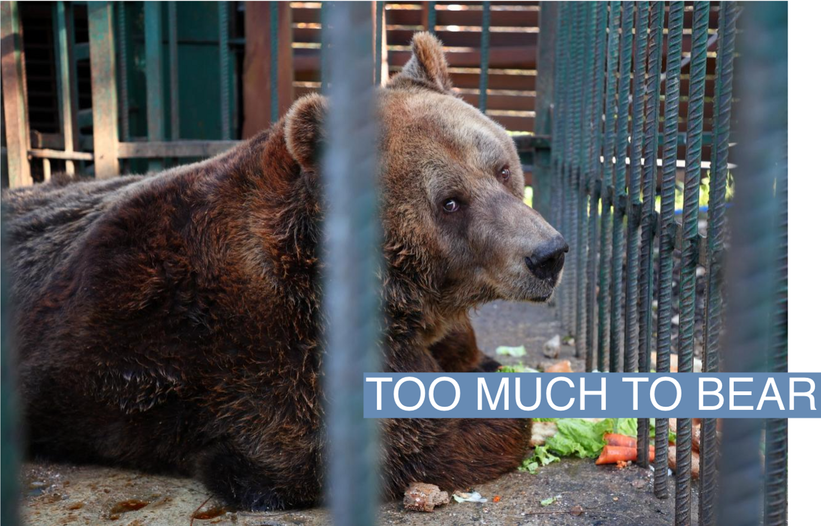 Mark, a 24 year old brown bear sits inside a cage in a restaurant in Tirana, Albania, December 5, 2022.