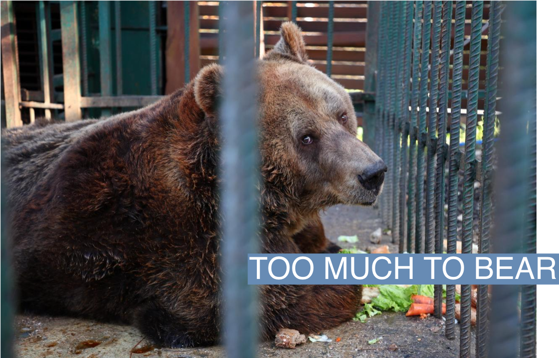 Mark, a 24 year old brown bear sits inside a cage in a restaurant in Tirana, Albania, December 5, 2022.