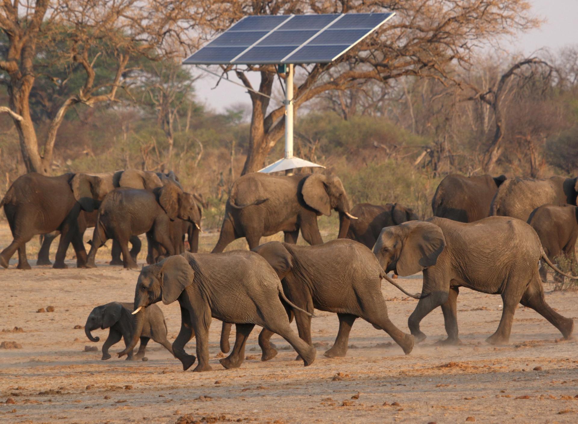  A group of elephants walk near a solar panel in Zimbabwe.