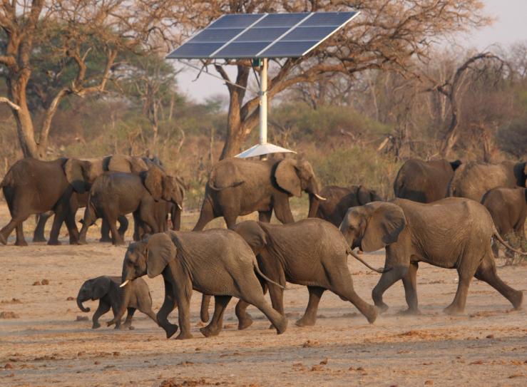 A group of elephants walk near a solar panel in Zimbabwe.