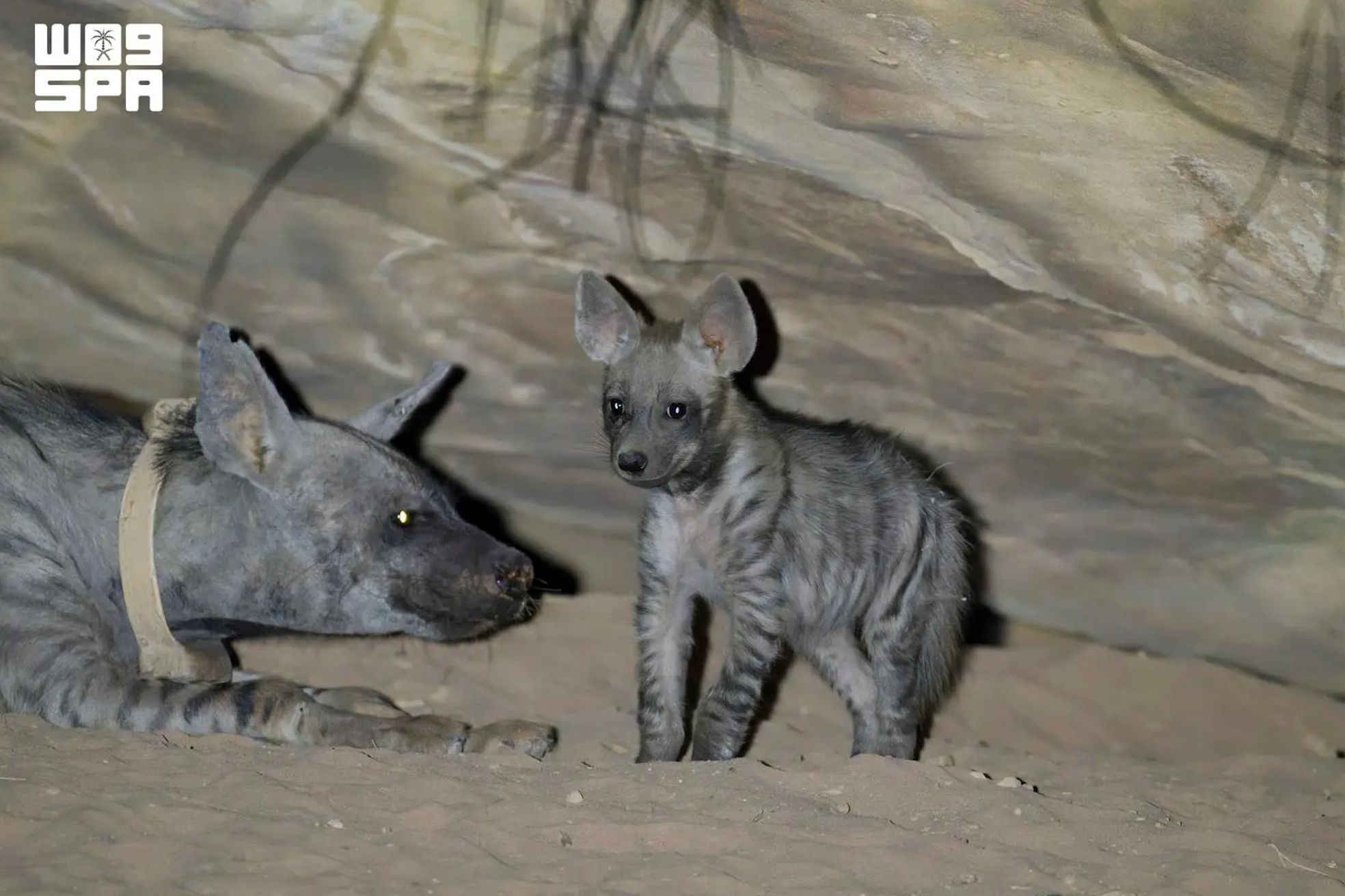 A striped hyena cub.