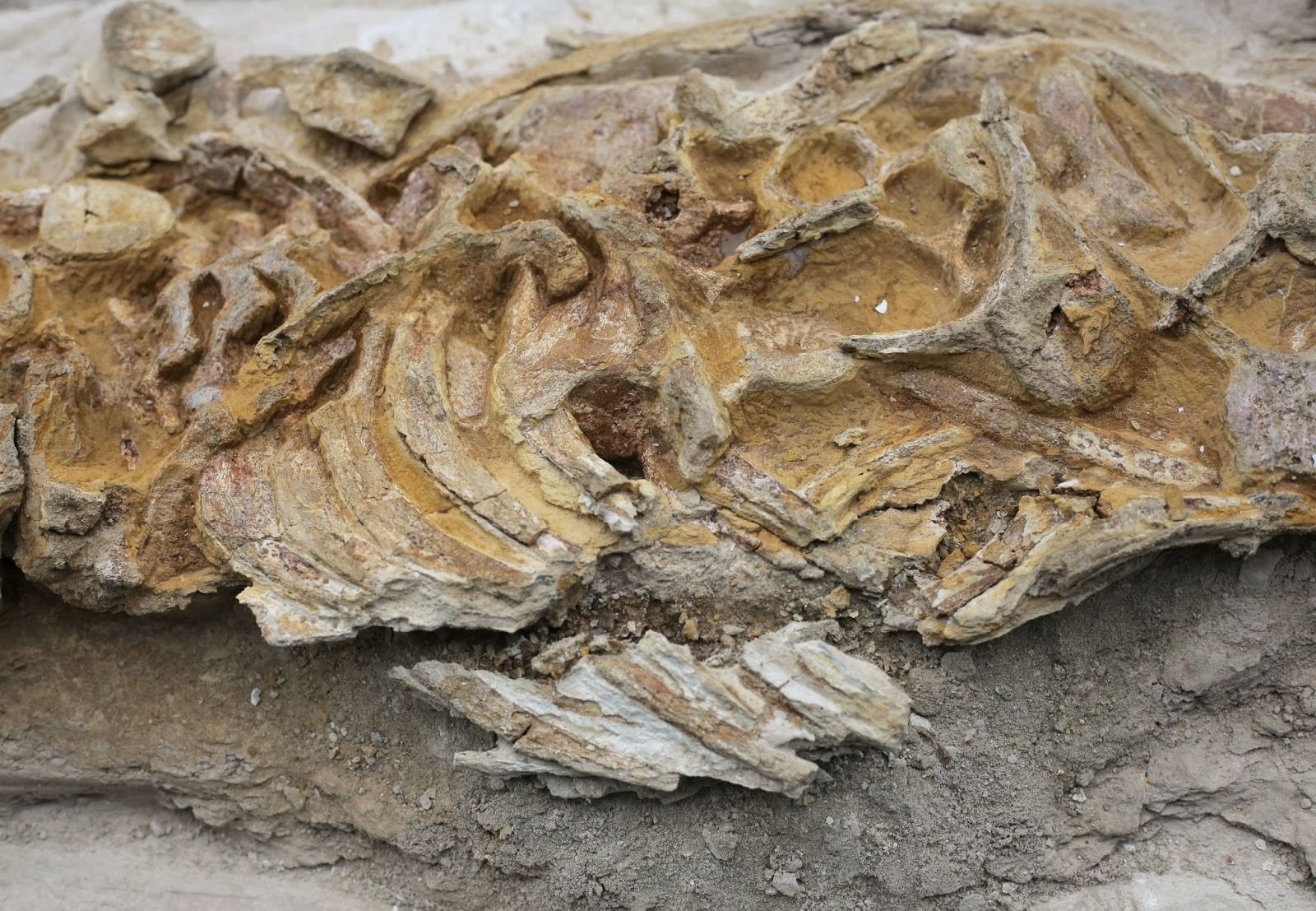 A fossil found in Perú. 