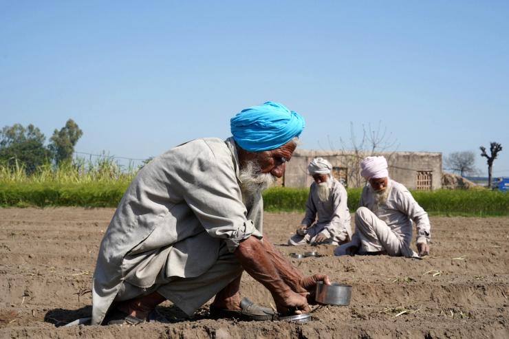 Farmers plant apple gourd seeds in a field in Gaggarpur village in Haryana, India