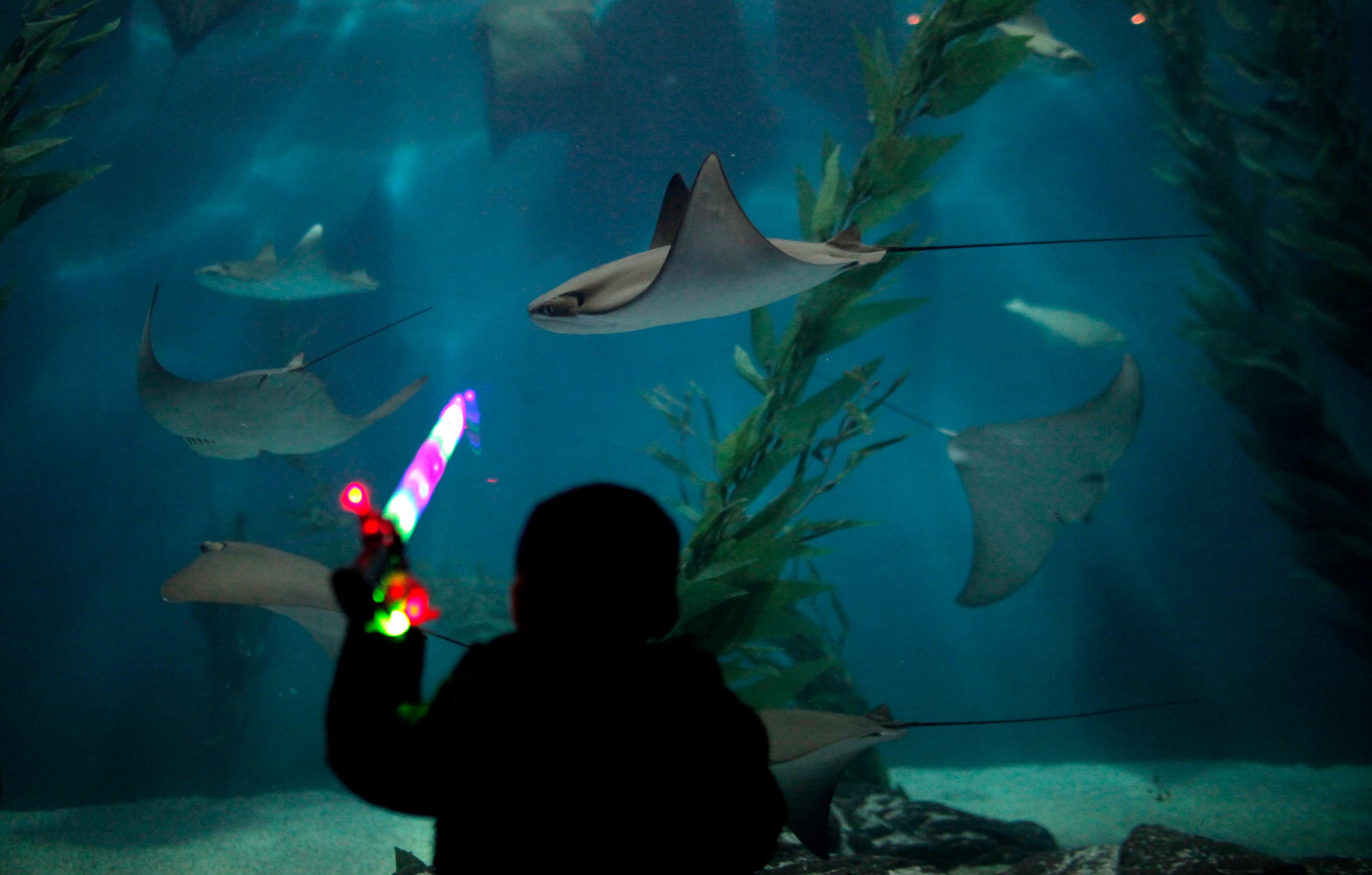 A cownose ray 