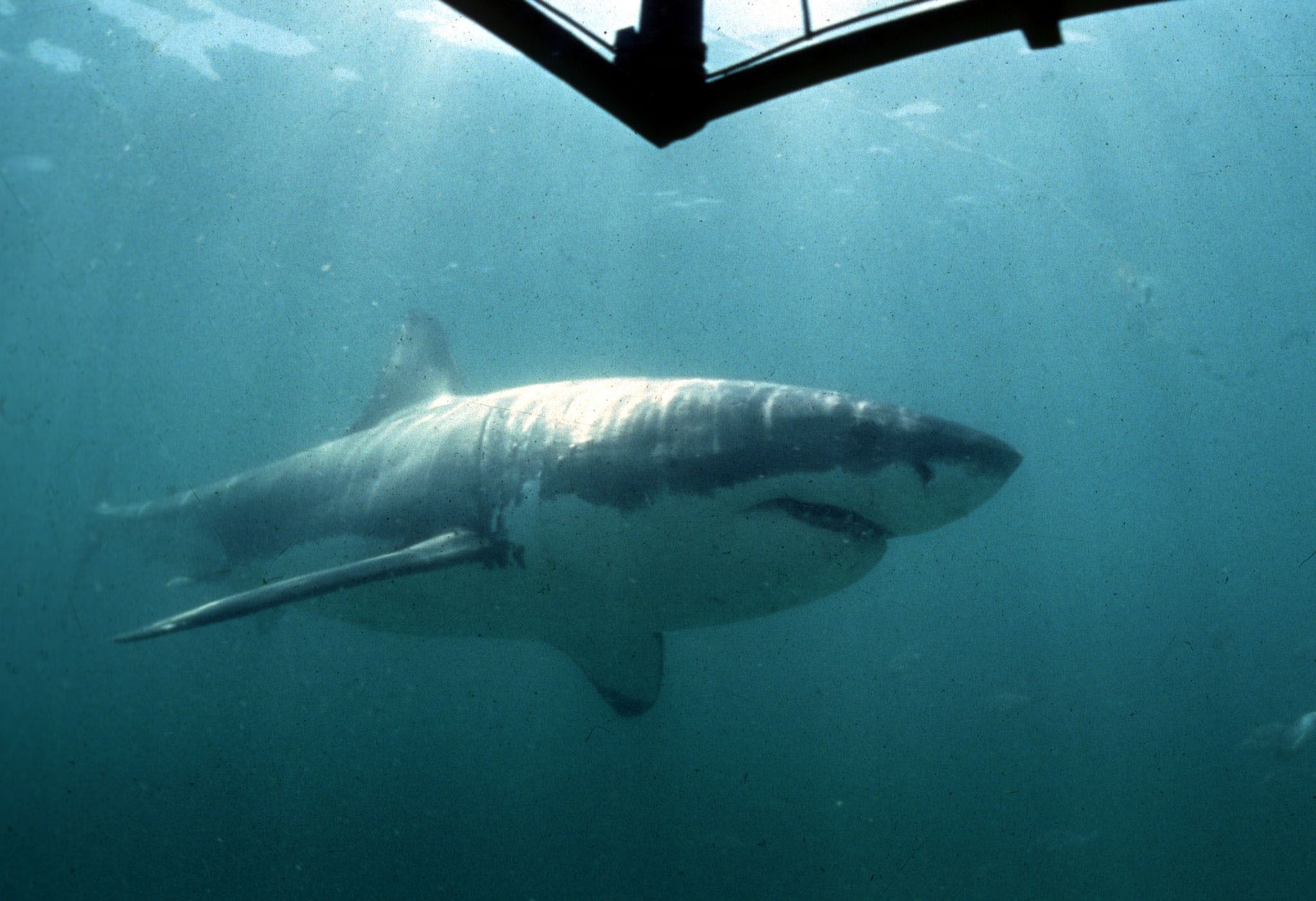 A great white shark swims near a diver’s cage