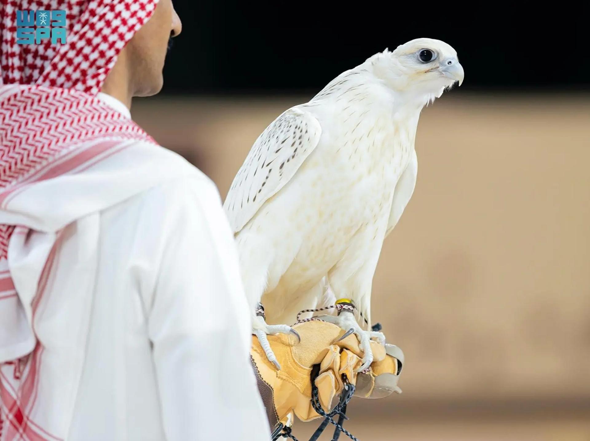 Photo of the $320,000 record-breaking falcon.
