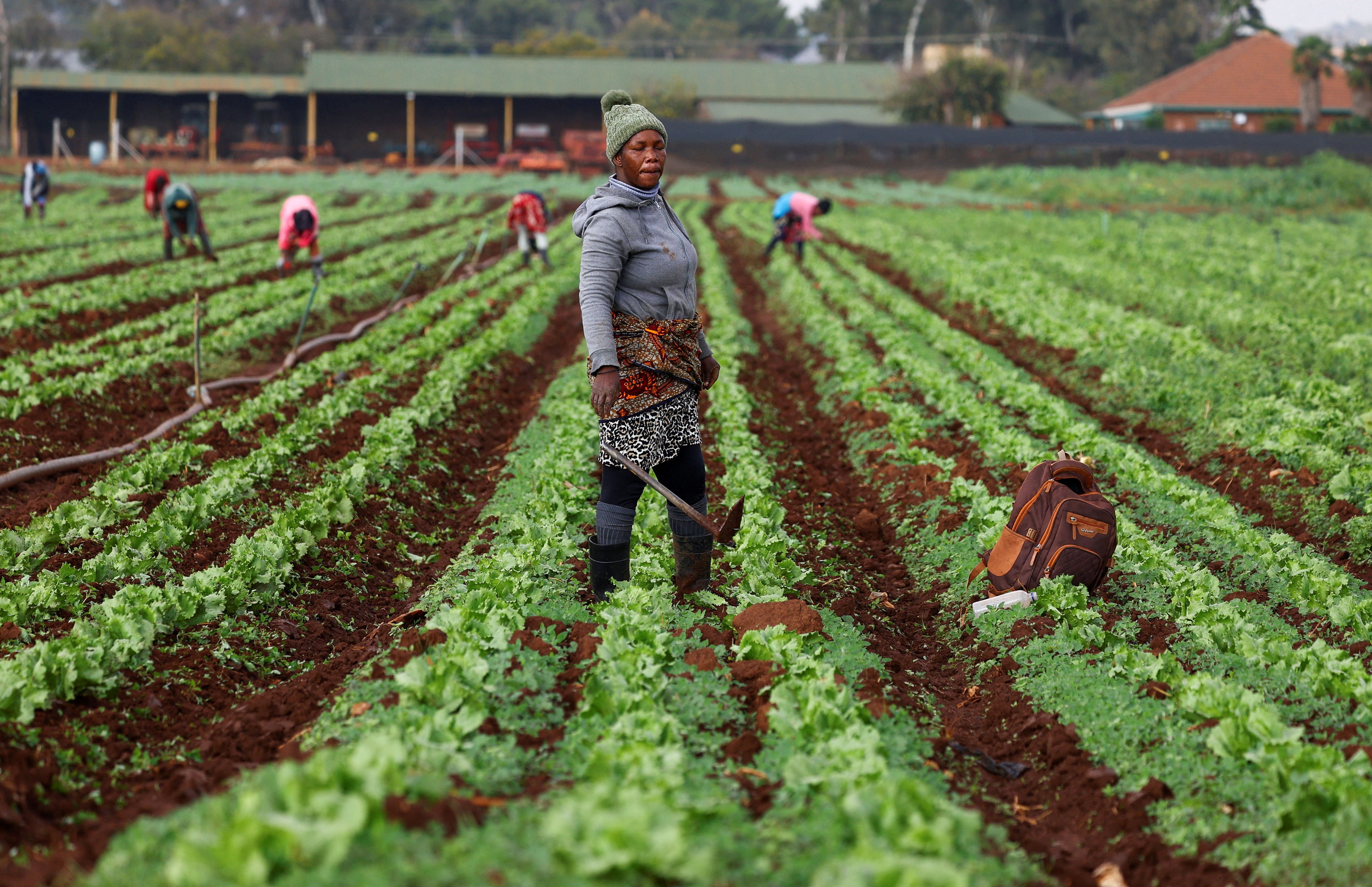 Workers on a farm east of Johannesburg, South Africa.
