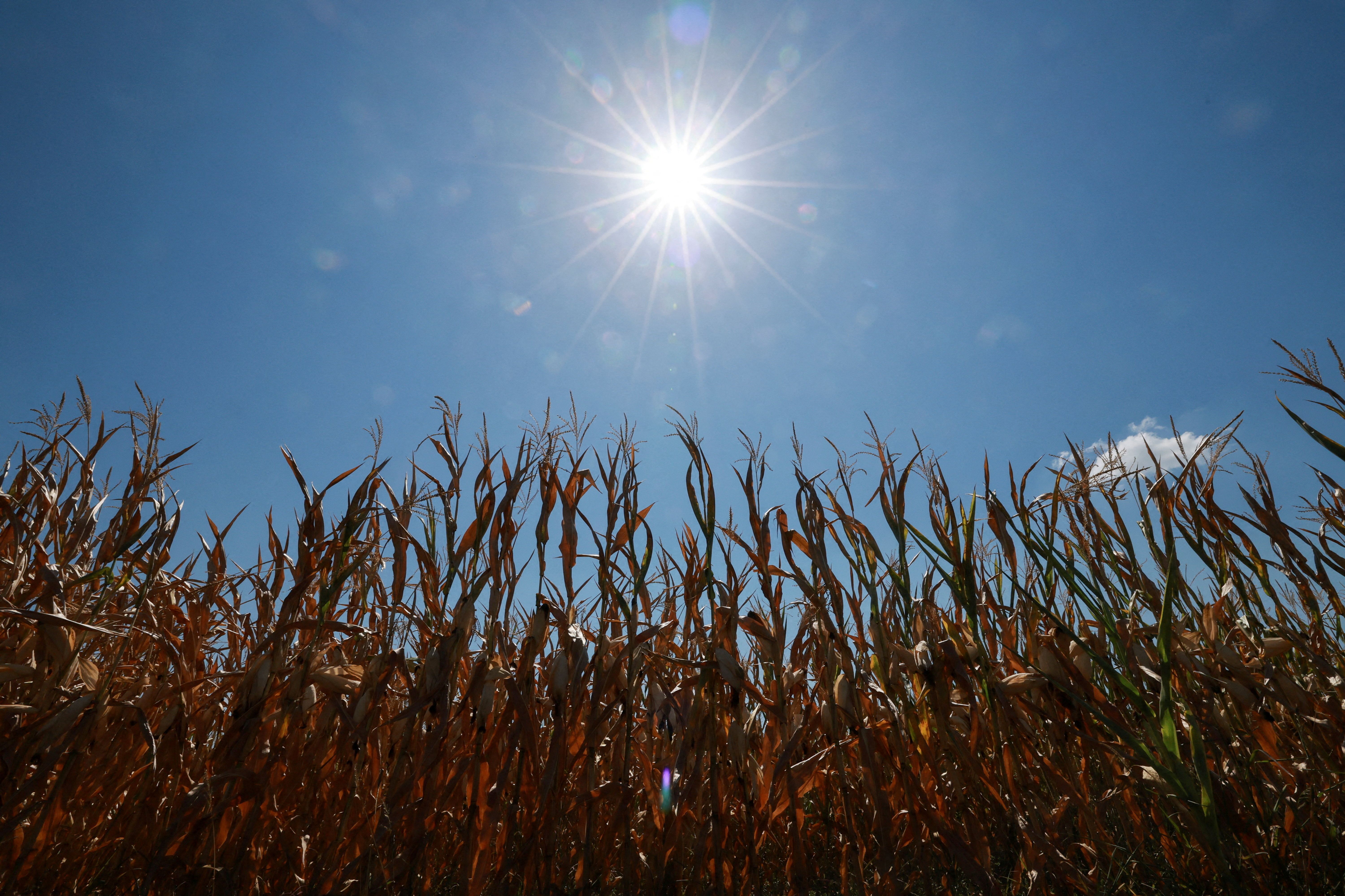 Dried crops in the sun