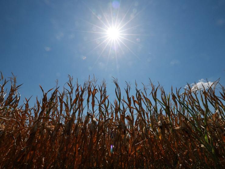 Dried crops in the sun