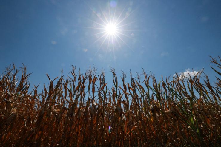 Dried crops in the sun