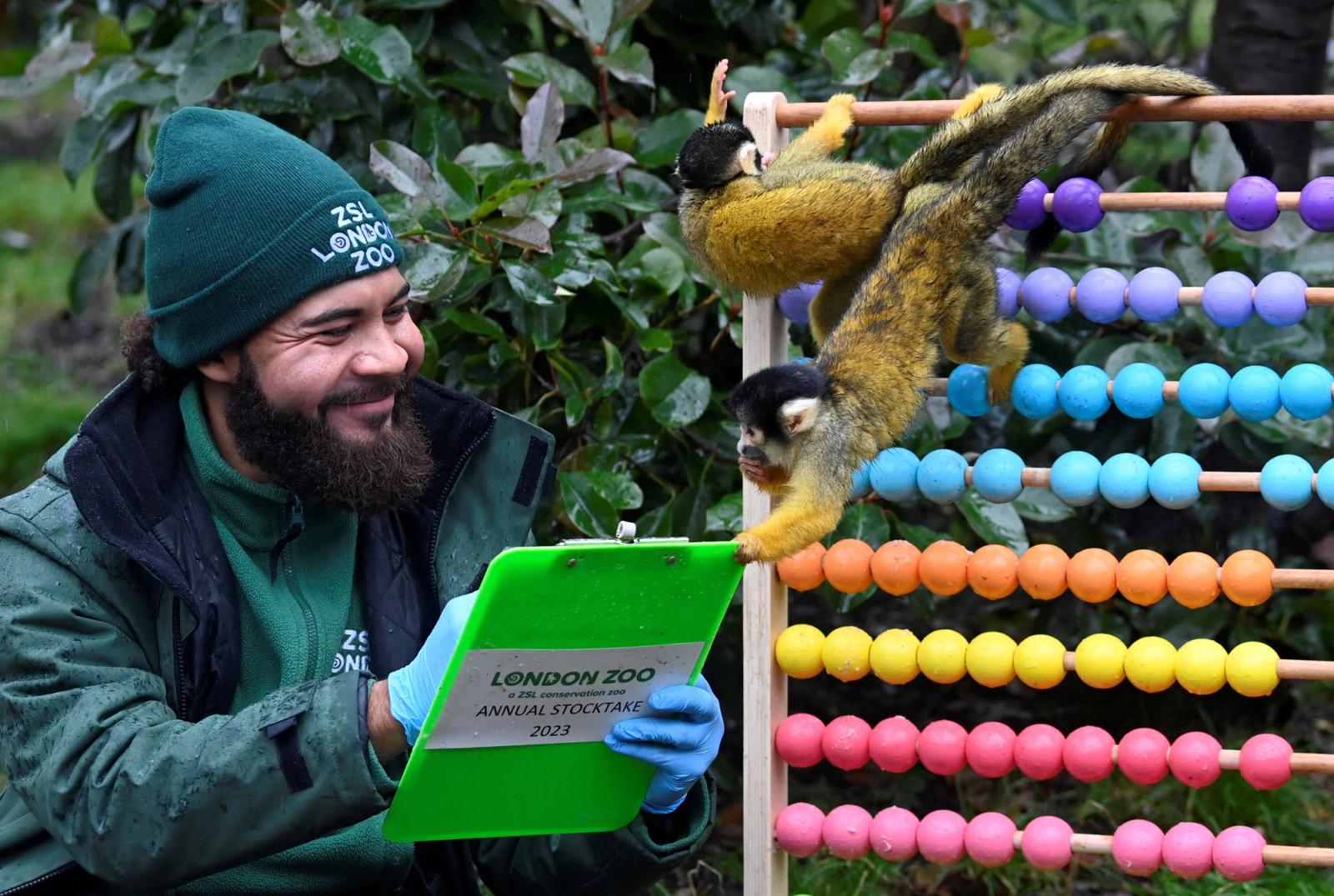 Keeper Andrew Dixon amongst squirrel monkeys during the annual stocktake at ZSL London Zoo on Jan. 3, 2023