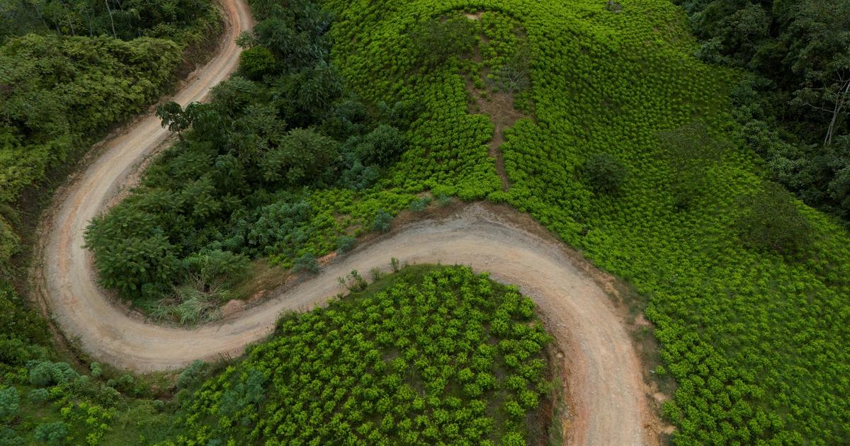 Colombia to resume aerial spraying of cocaine crops - Semafor