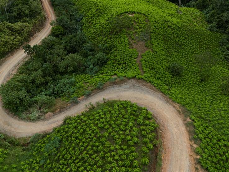 A drone view shows coca plantations in Canon del Micay, Colombia.