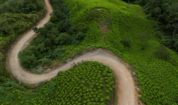 A drone view shows coca plantations in Canon del Micay, Colombia.