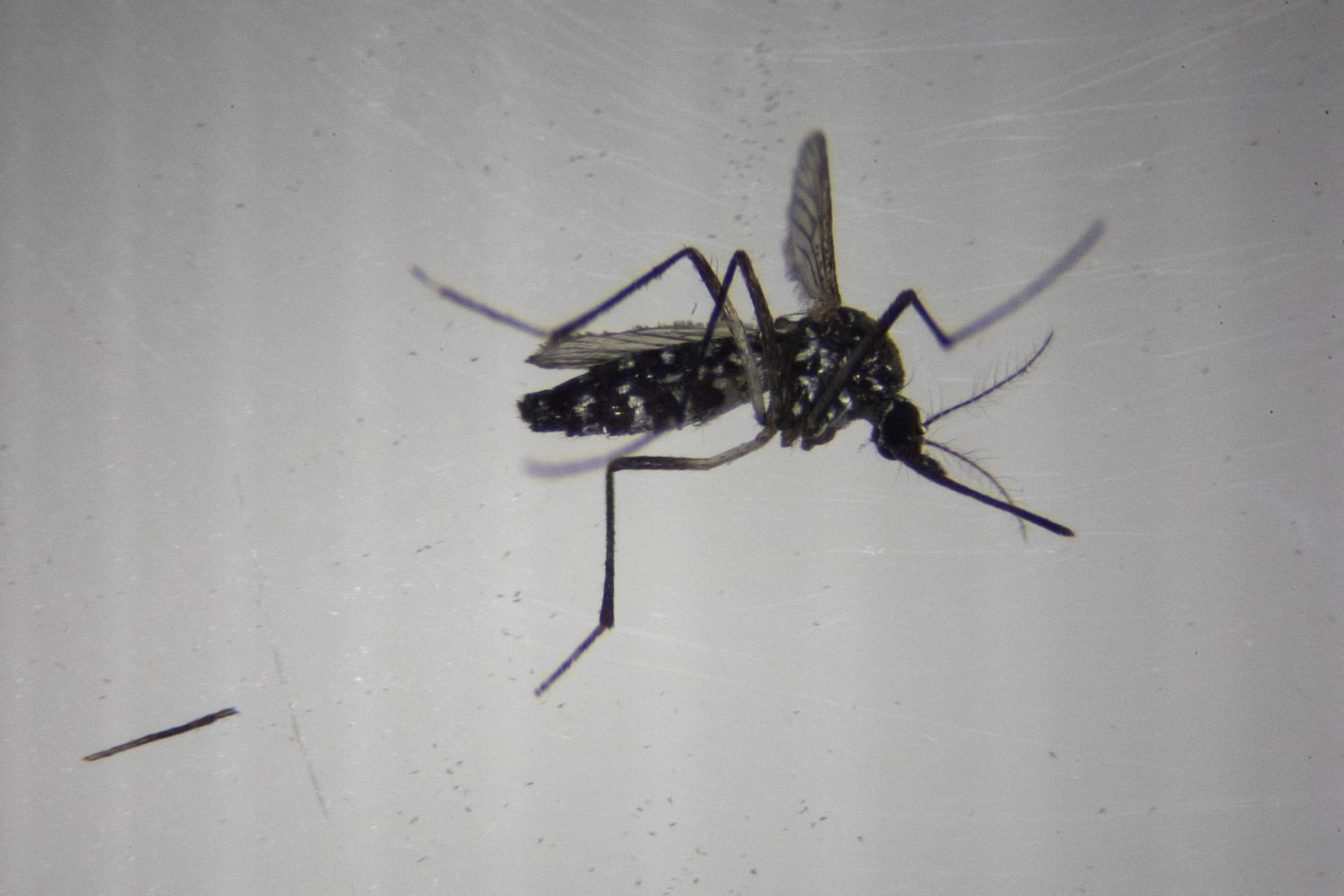 A tiger mosquito (Aedes albopictus) is photographed through a 20x optical microscope