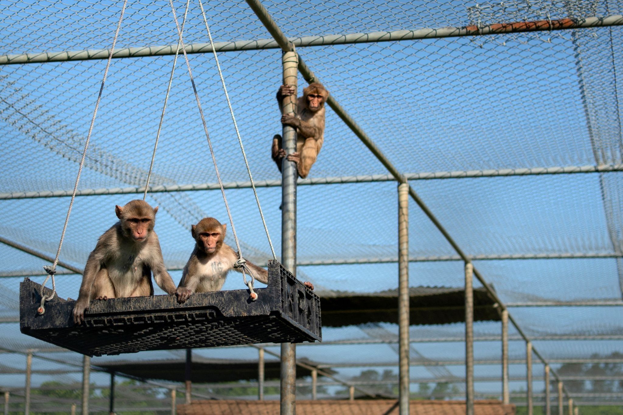 Monkeys