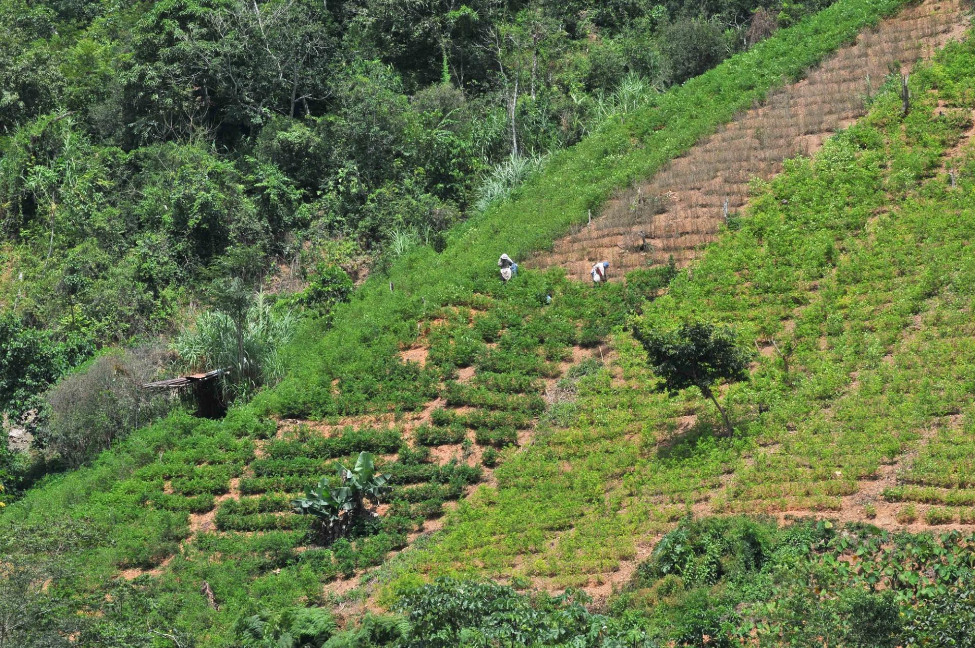 A green field of coca crops