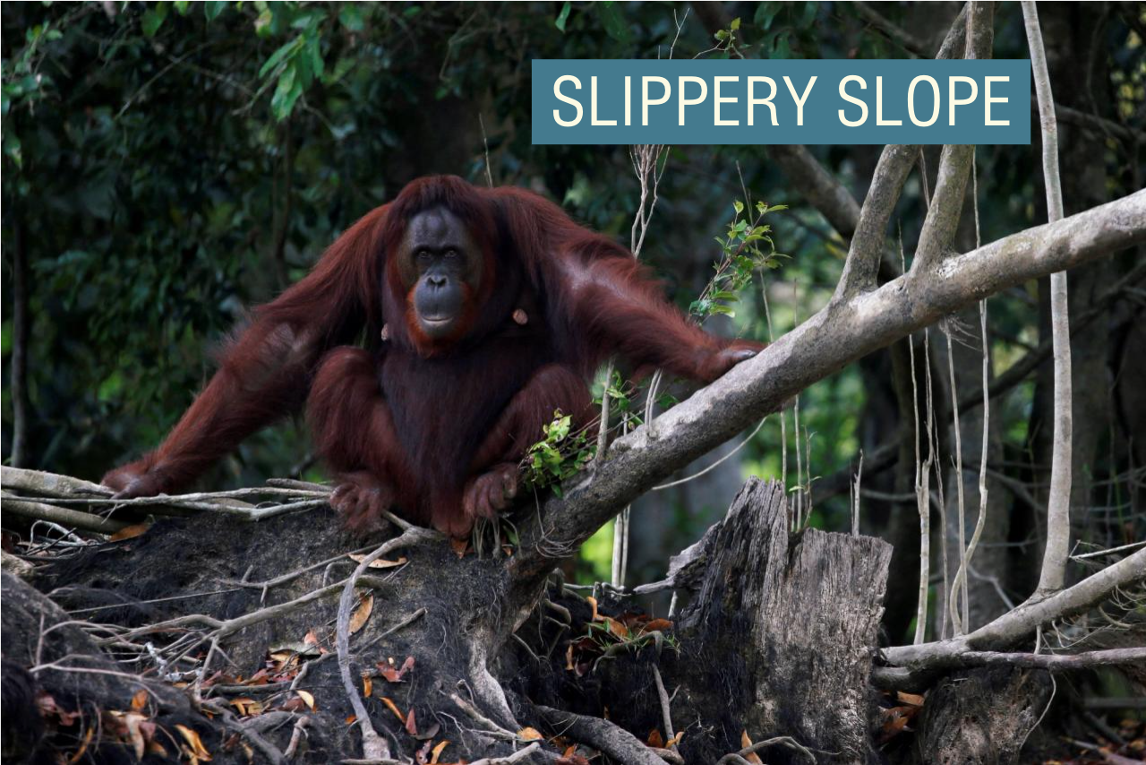 马来西亚为棕榈油进口商推出“猩猩外交”