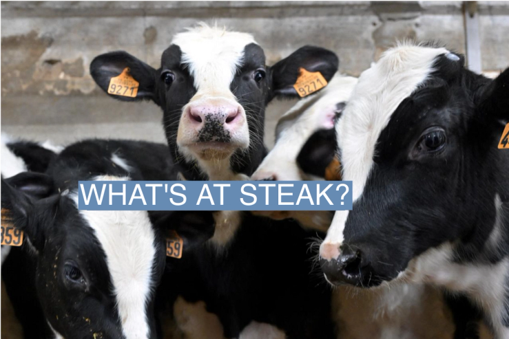 Calves stand in pens on a farm in Esse, western France, on Jan. 16, 2024.