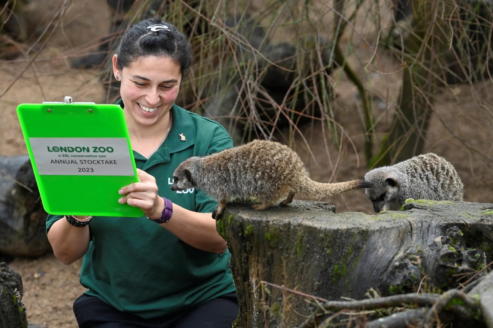 Keeper Veronica Heldt poses with a clipboard as she counts meerkats during the annual stocktake at ZSL London Zoo in London, Britain.