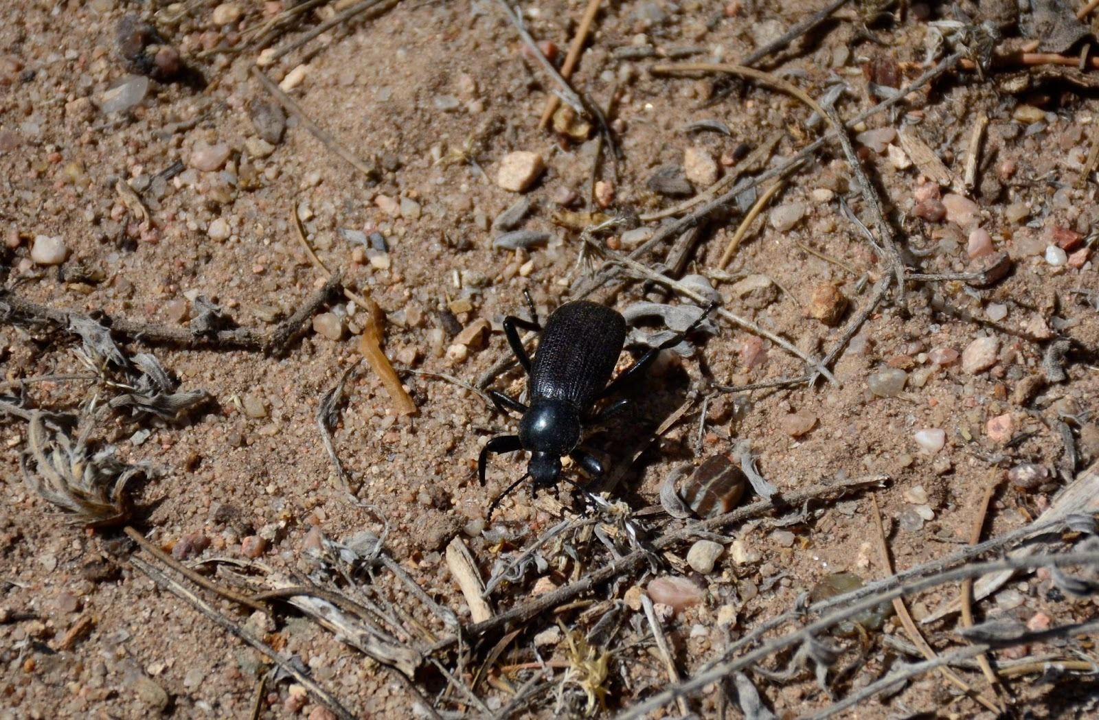 A species of darkling beetle found in the US.