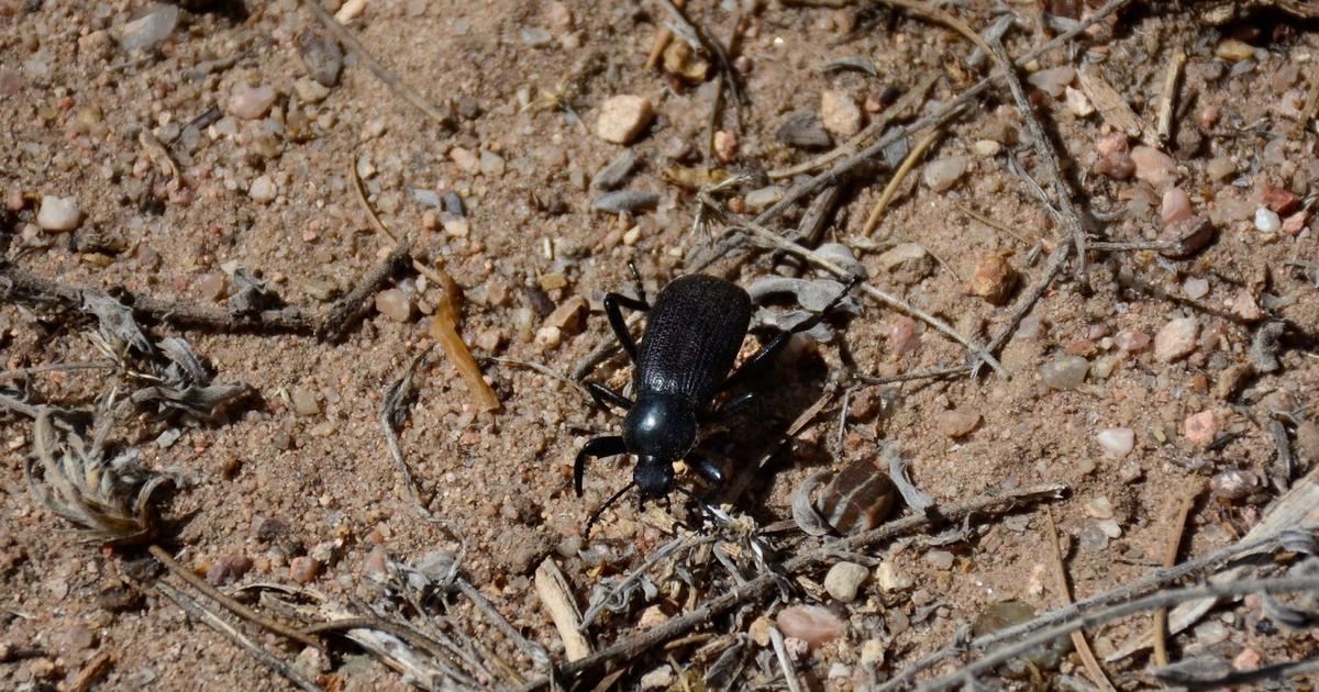Scientists discover Namib Desert beetle cools down when running