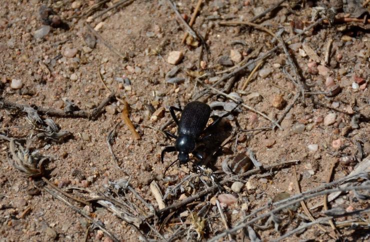 A species of darkling beetle found in the US.