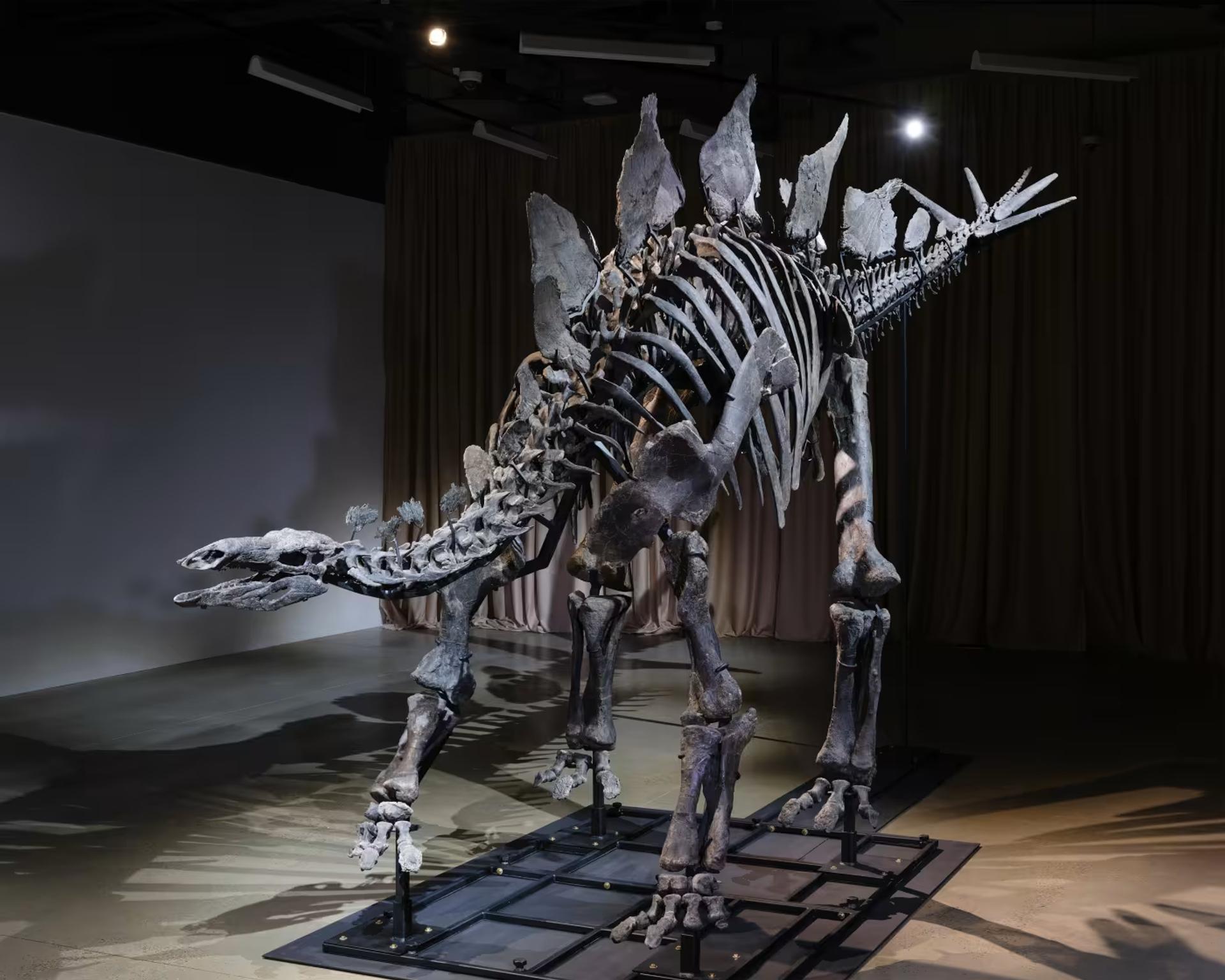 Skeleton of Apex, a 27-foot-long Stegosaurus. American Museum of Natural History