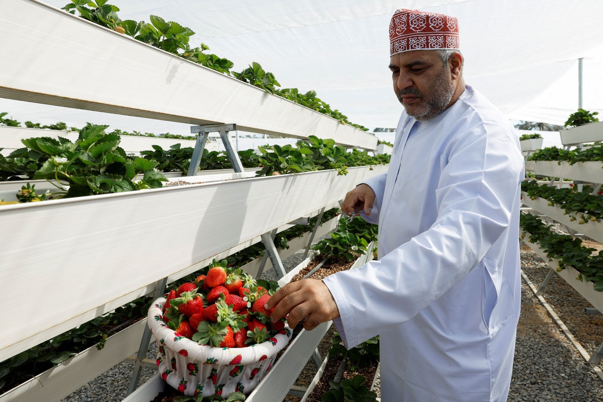 An Omani man picks strawberries in Barka, Oman, January 18, 2026. 