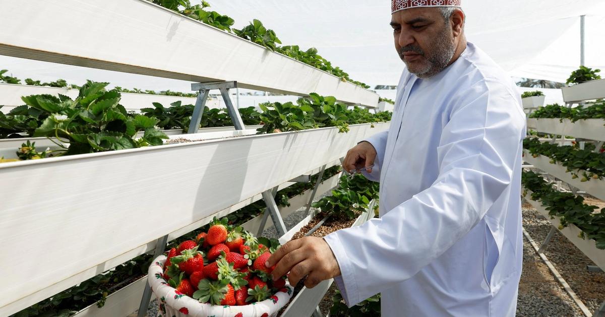 Oman pours money into food security with $4.2B agriculture development