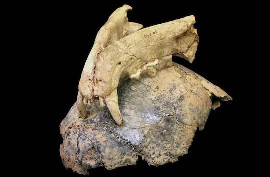 Fossil evidence showing leopard bite marks embedded in a hominin skull.