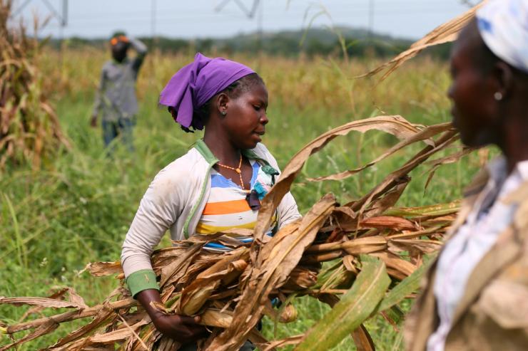 Workers collect harvested maize stems in Nigeria.