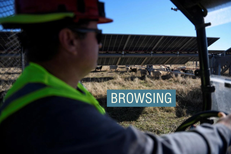 Chad Raines drives to check on his sheep and guard dogs in Haskell, Texas, U.S. December 2, 2024. Raines, a former agriculture banker and cotton farmer, switched to sheep grazing after learning more about solar energy.