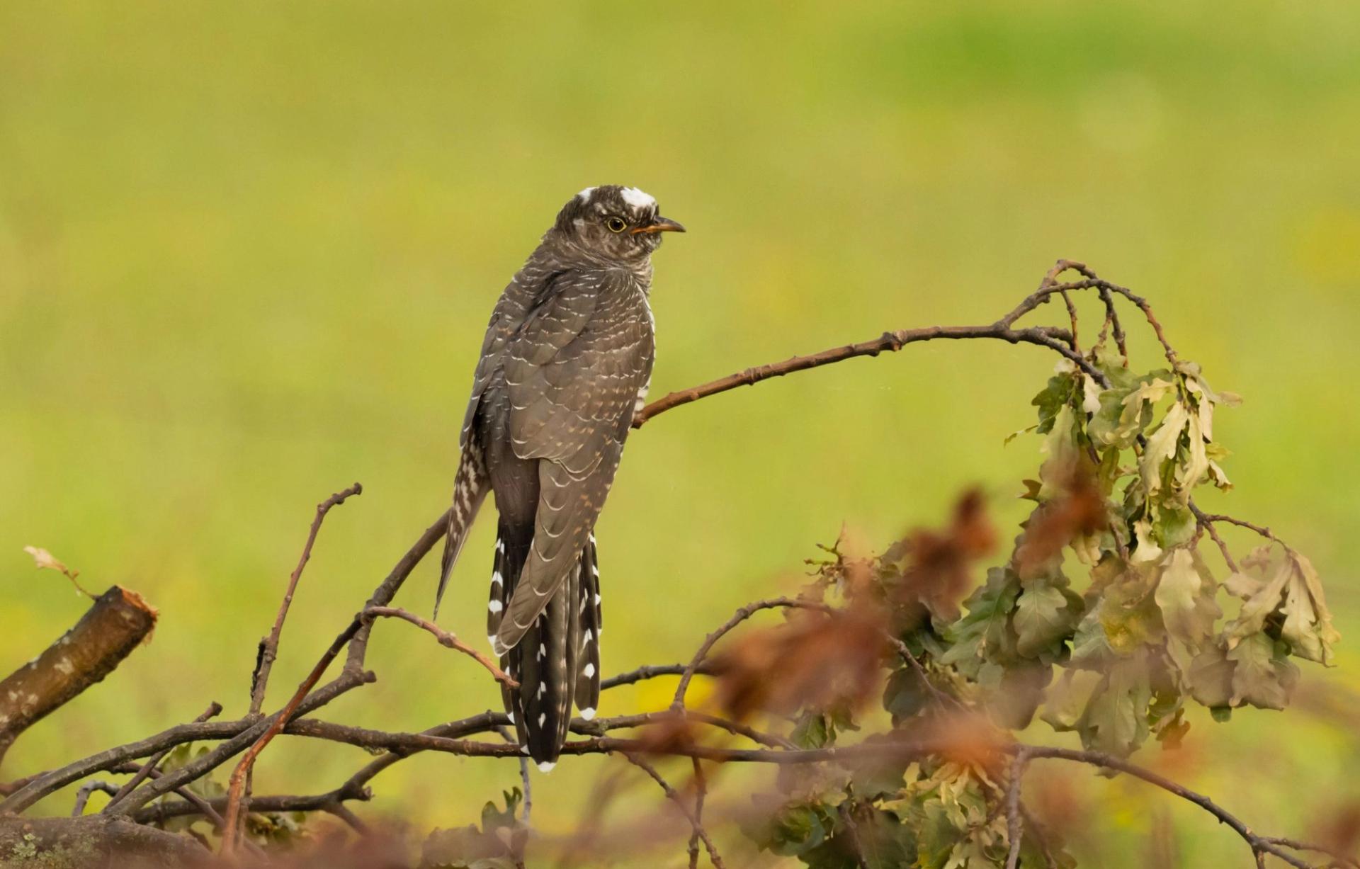 A cuckoo bird