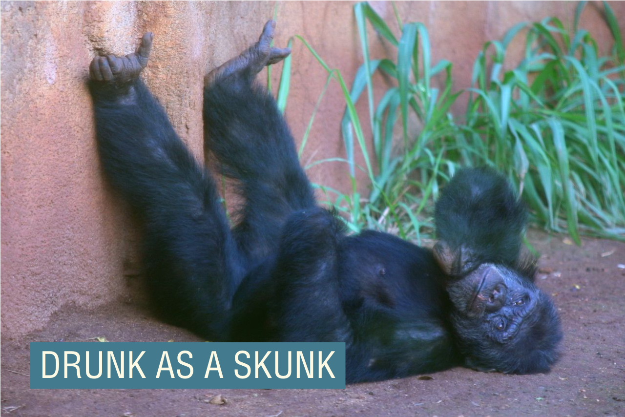 A chimpanzee laying on the ground.