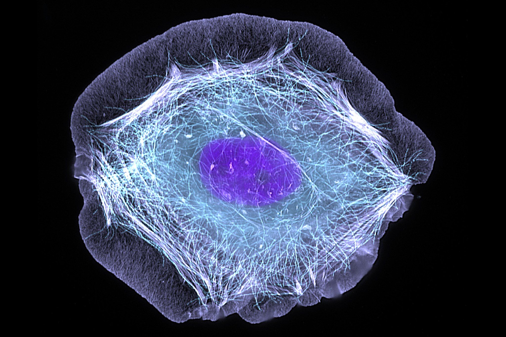 A skin cell.