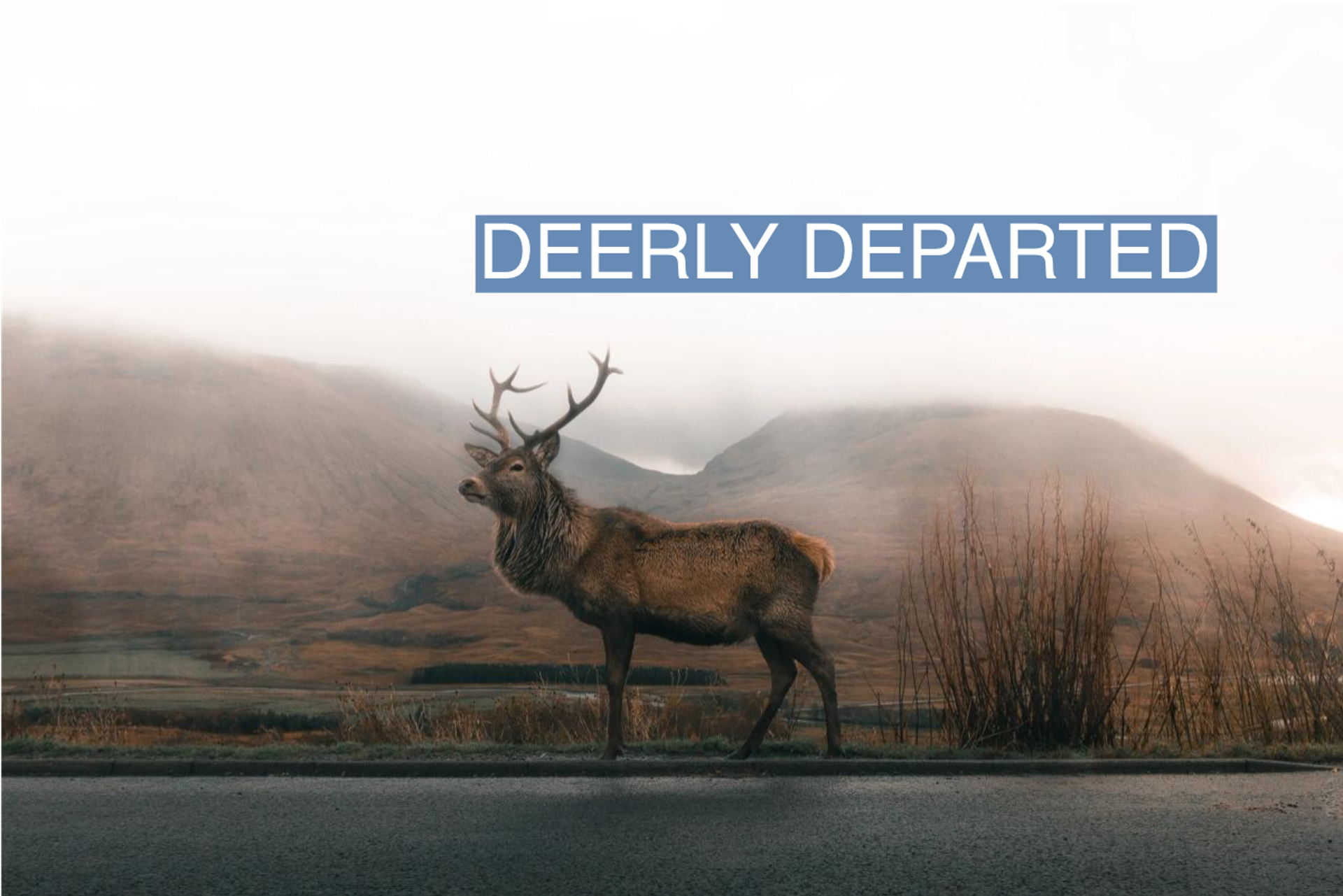 Deer on Road