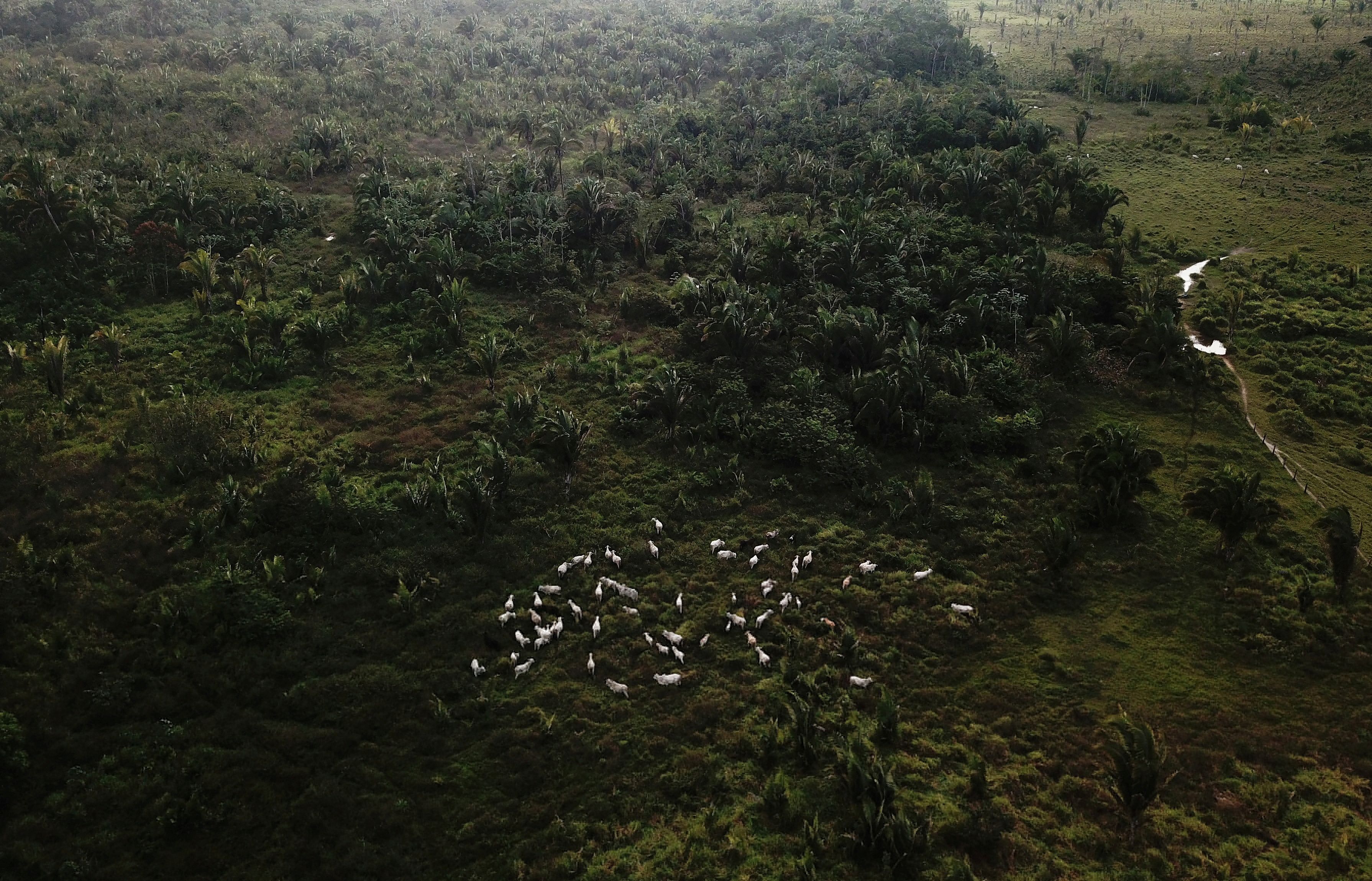 Cattle walk on a tract of Amazon rainforest that has been cleared. by loggers and farmers near Virola-Jatoba PDS in Anapu