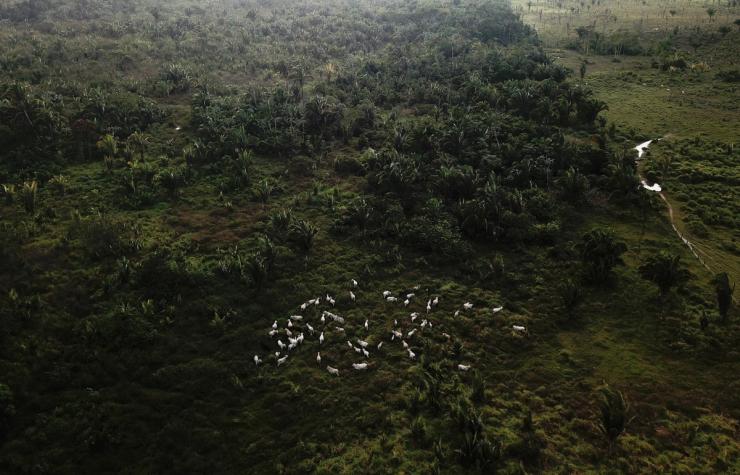 Cattle walk on a tract of Amazon rainforest that has been cleared. by loggers and farmers near Virola-Jatoba PDS in Anapu